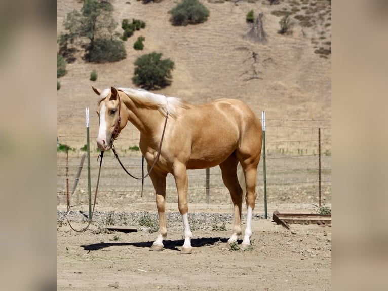 American Quarter Horse Gelding 5 years 15 hh Palomino in Paicines CA