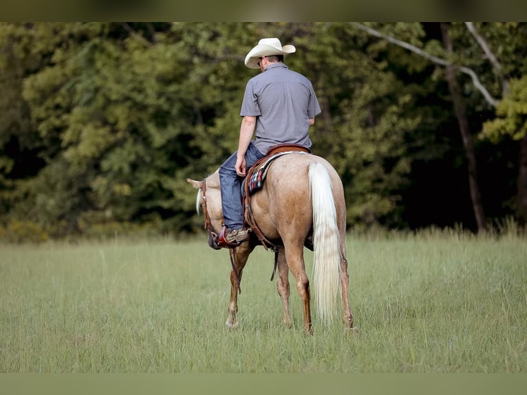 American Quarter Horse Gelding 5 years 15 hh Palomino in Sante Fe, TN