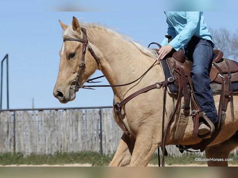 American Quarter Horse Gelding 5 years 15 hh Palomino in Weatherford TX