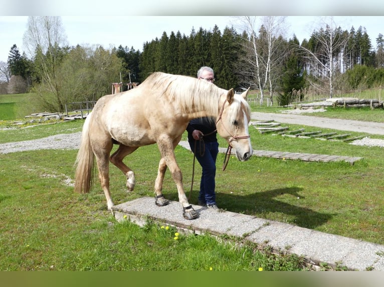 American Quarter Horse Gelding 5 years 15 hh Palomino in Simonswald
