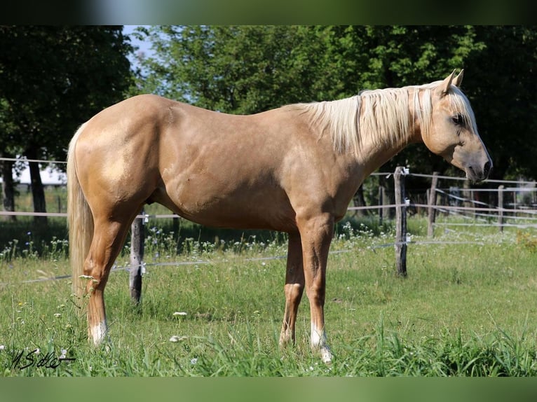 American Quarter Horse Gelding 5 years 15 hh Palomino in Simonswald