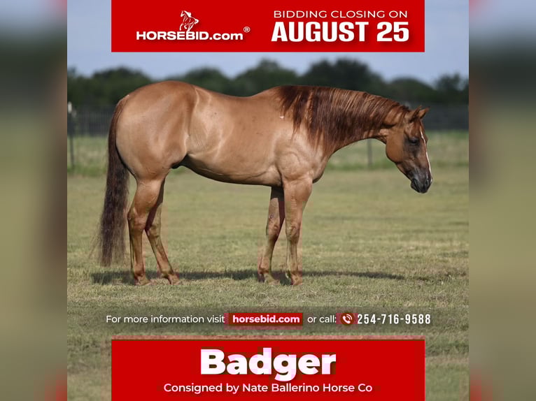 American Quarter Horse Gelding 5 years 15 hh Red Dun in Waco, TX