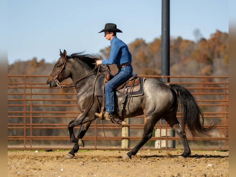 American Quarter Horse Gelding 5 years 15 hh Roan-Bay in Auburn