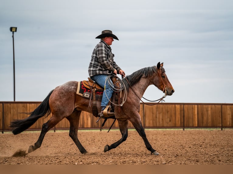 American Quarter Horse Gelding 5 years 15 hh Roan-Bay in Canyon