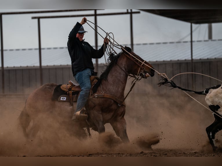 American Quarter Horse Gelding 5 years 15 hh Roan-Bay in Canyon