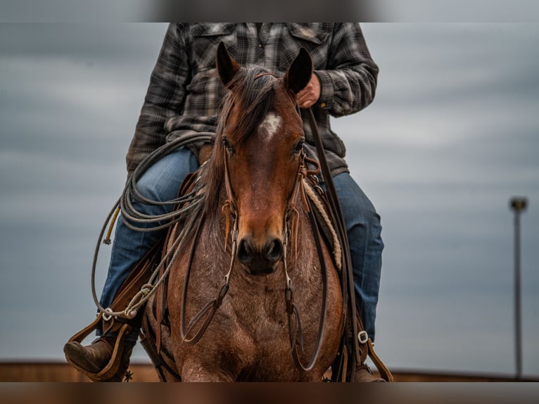 American Quarter Horse Gelding 5 years 15 hh Roan-Bay in Canyon