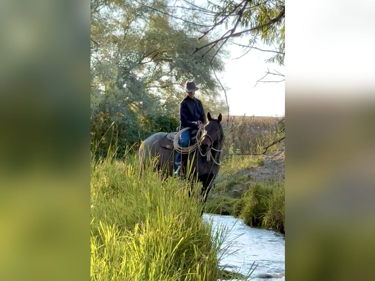 American Quarter Horse Gelding 5 years 15 hh Roan-Bay in Power