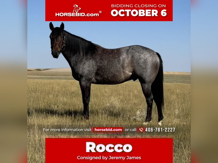 American Quarter Horse Gelding 5 years 15 hh Roan-Bay in Power