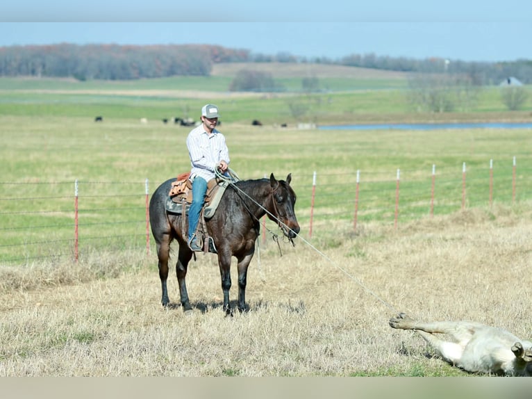 American Quarter Horse Gelding 5 years 15 hh Roan-Bay in Purdy