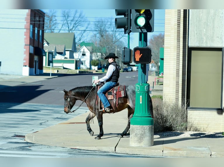 American Quarter Horse Gelding 5 years 15 hh Roan-Bay in Purdy