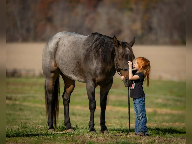 American Quarter Horse Gelding 5 years 15 hh Roan-Bay in Auburn