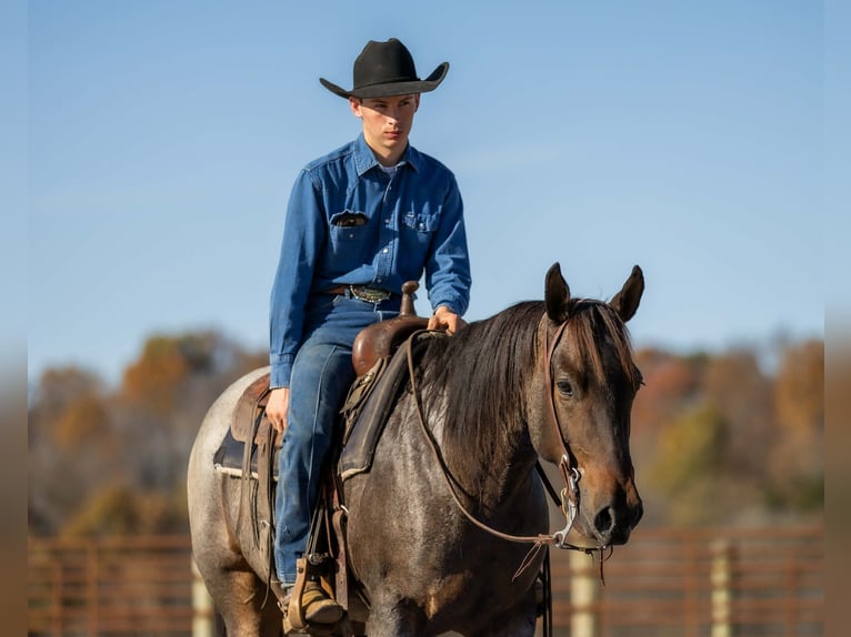 American Quarter Horse Gelding 5 years 15 hh Roan-Bay in Auburn