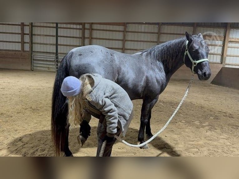 American Quarter Horse Gelding 5 years 15 hh Roan-Blue in Wooster