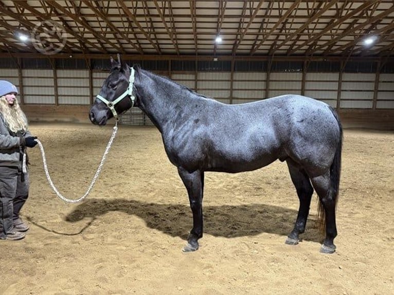 American Quarter Horse Gelding 5 years 15 hh Roan-Blue in Wooster