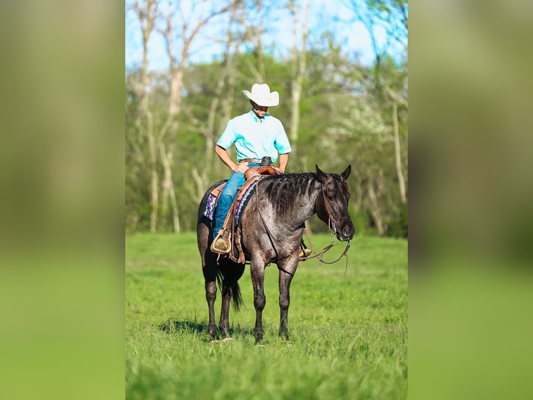 American Quarter Horse Gelding 5 years 15 hh Roan-Blue in Lyles