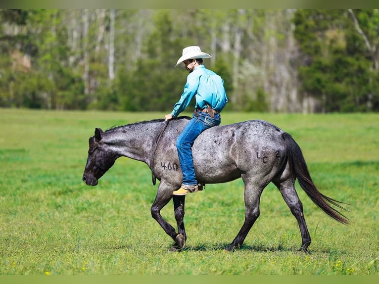 American Quarter Horse Gelding 5 years 15 hh Roan-Blue in Lyles