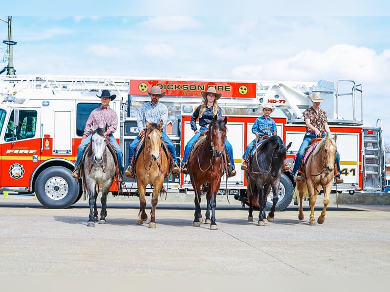 American Quarter Horse Gelding 5 years 15 hh Roan-Blue in Lyles