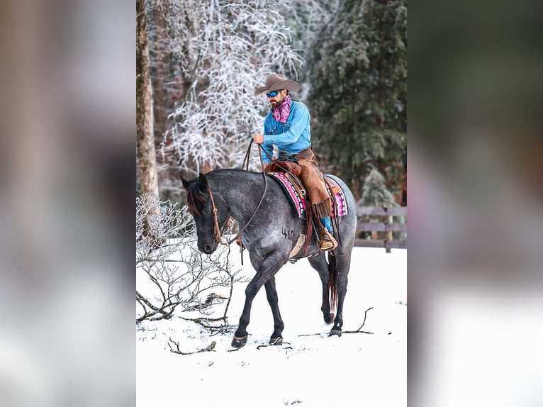 American Quarter Horse Gelding 5 years 15 hh Roan-Blue in Lyles