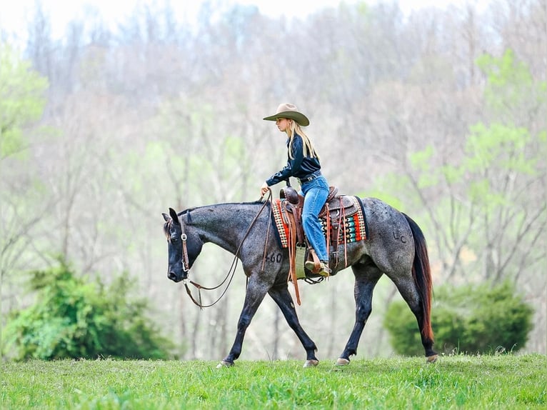 American Quarter Horse Gelding 5 years 15 hh Roan-Blue in Lyles