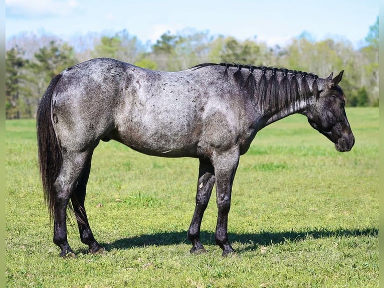 American Quarter Horse Gelding 5 years 15 hh Roan-Blue in Lyles