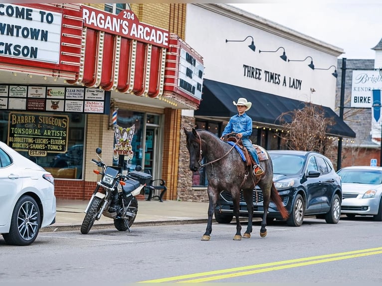 American Quarter Horse Gelding 5 years 15 hh Roan-Blue in Lyles