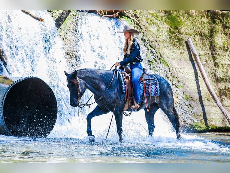 American Quarter Horse Gelding 5 years 15 hh Roan-Blue in Lyles