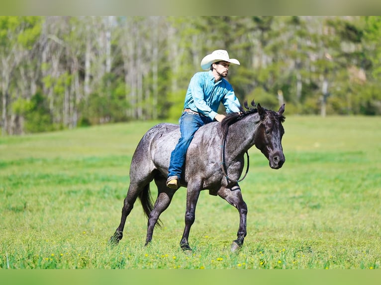 American Quarter Horse Gelding 5 years 15 hh Roan-Blue in Lyles