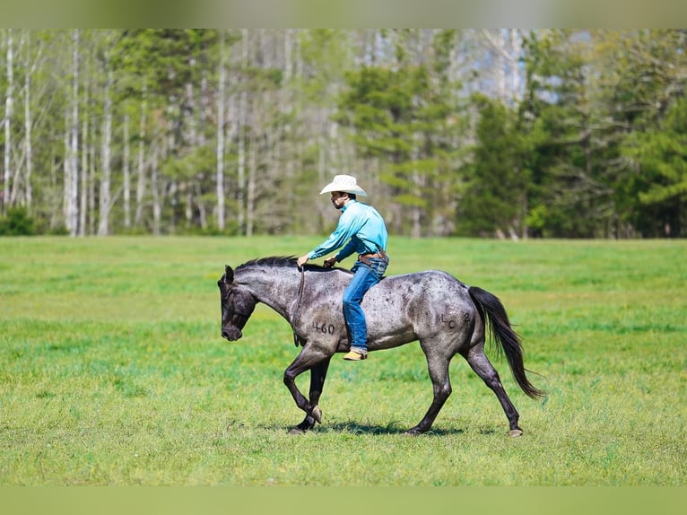 American Quarter Horse Gelding 5 years 15 hh Roan-Blue in Lyles