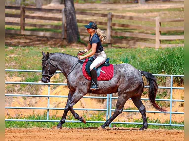 American Quarter Horse Gelding 5 years 15 hh Roan-Blue in Lyles
