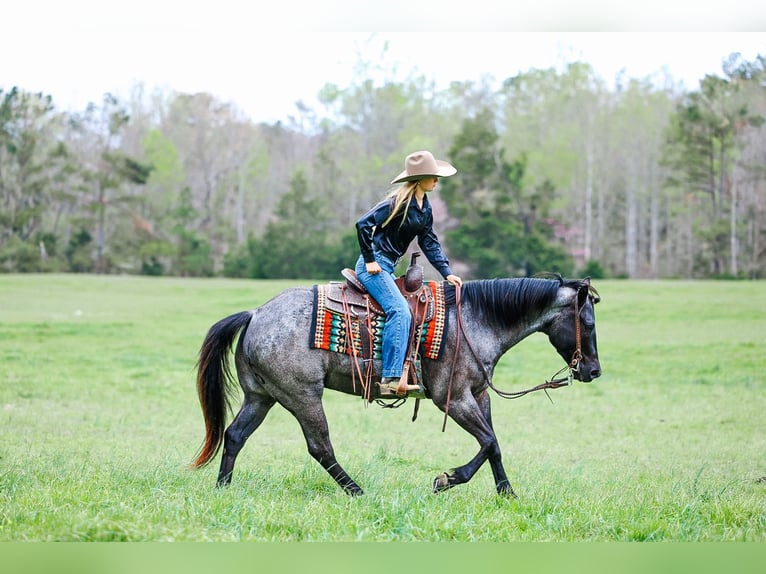 American Quarter Horse Gelding 5 years 15 hh Roan-Blue in Lyles