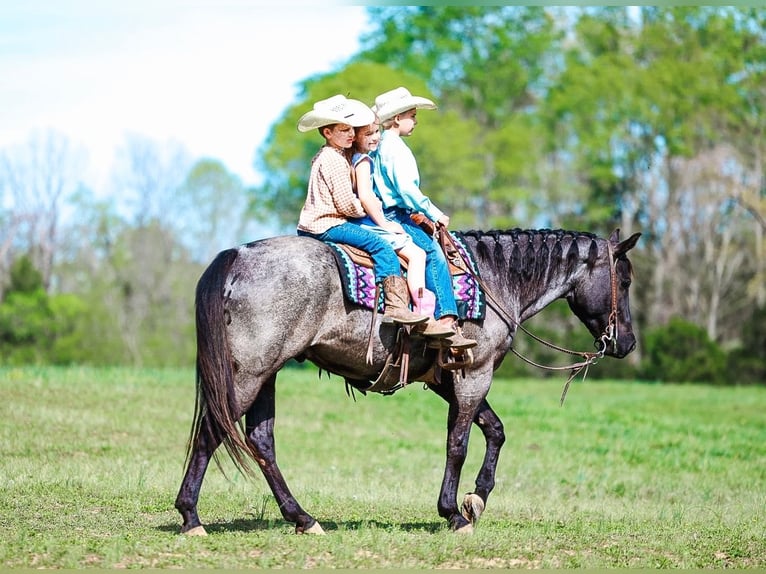 American Quarter Horse Gelding 5 years 15 hh Roan-Blue in Lyles