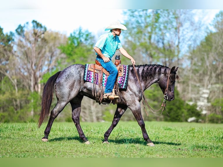 American Quarter Horse Gelding 5 years 15 hh Roan-Blue in Lyles