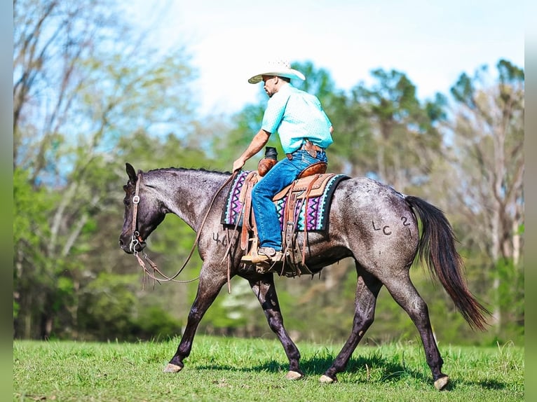 American Quarter Horse Gelding 5 years 15 hh Roan-Blue in Lyles