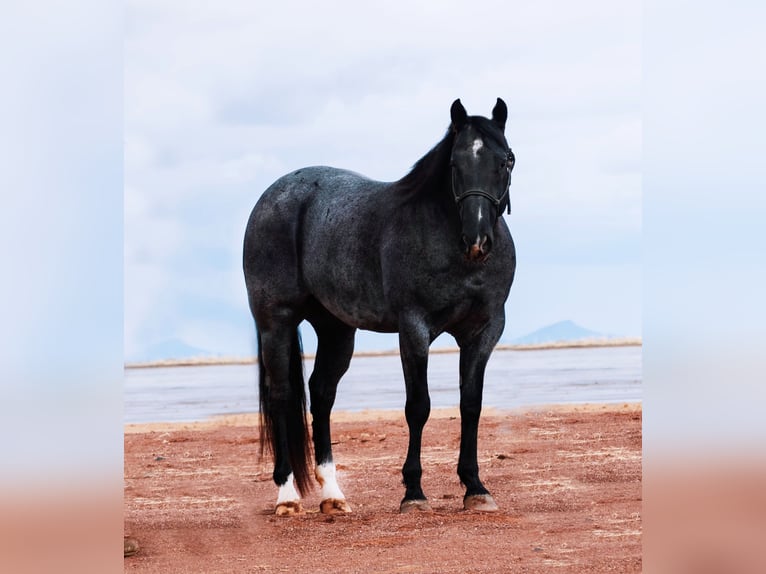 American Quarter Horse Gelding 5 years 15 hh Roan-Blue in Aguila
