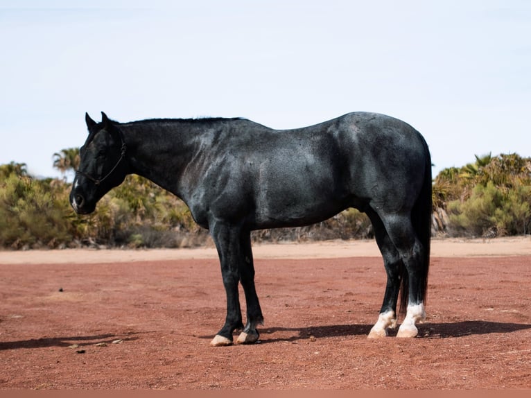 American Quarter Horse Gelding 5 years 15 hh Roan-Blue in Aguila