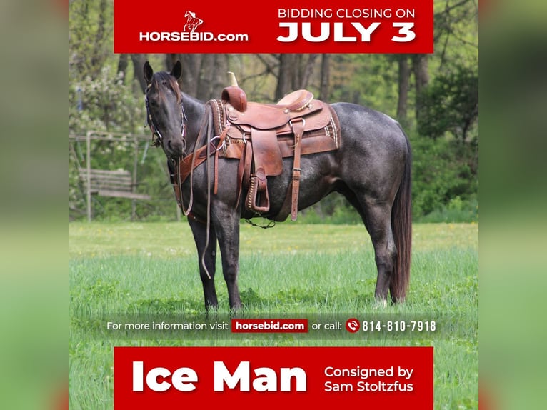 American Quarter Horse Gelding 5 years 15 hh Roan-Blue in Rebersburg, PA