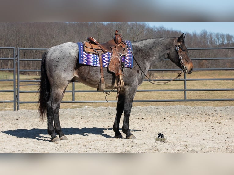 American Quarter Horse Gelding 5 years 15 hh Roan-Blue in Fredericksburg
