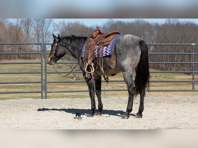 American Quarter Horse Gelding 5 years 15 hh Roan-Blue in Fredericksburg