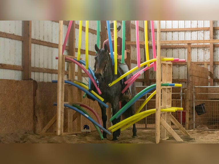 American Quarter Horse Gelding 5 years 15 hh Roan-Blue in Fredericksburg