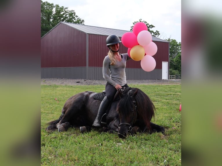 American Quarter Horse Gelding 5 years 15 hh Roan-Blue in Howell