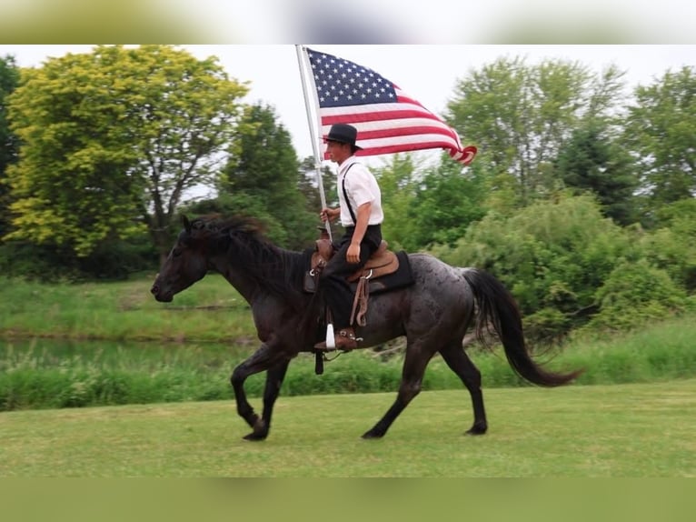 American Quarter Horse Gelding 5 years 15 hh Roan-Blue in Howell