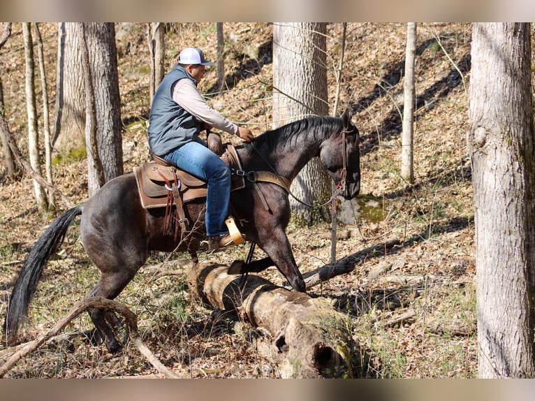 American Quarter Horse Gelding 5 years 15 hh Roan-Blue in Sonora KY