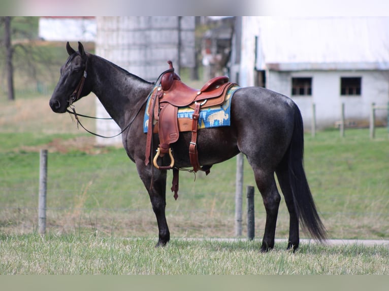 American Quarter Horse Gelding 5 years 15 hh Roan-Blue in Sonora KY