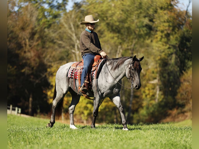 American Quarter Horse Mix Gelding 5 years 15 hh Roan-Blue in Millersburg, oh