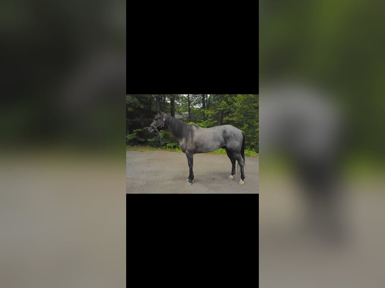 American Quarter Horse Gelding 5 years 15 hh Roan-Blue in Rehoboth