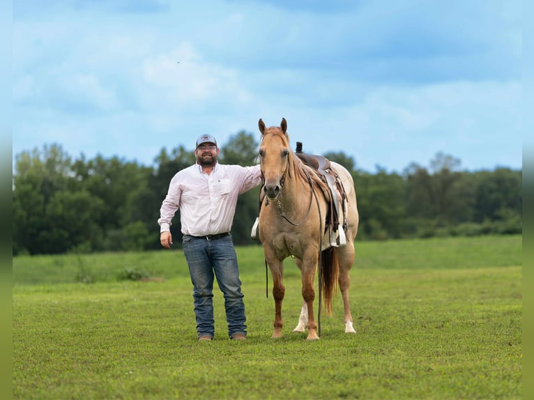 American Quarter Horse Gelding 5 years 15 hh Roan-Red in Carrolton MO