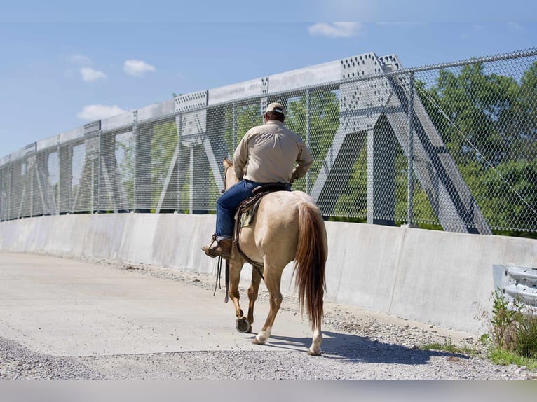 American Quarter Horse Gelding 5 years 15 hh Roan-Red in Carrolton MO