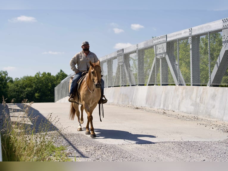 American Quarter Horse Gelding 5 years 15 hh Roan-Red in Carrolton MO