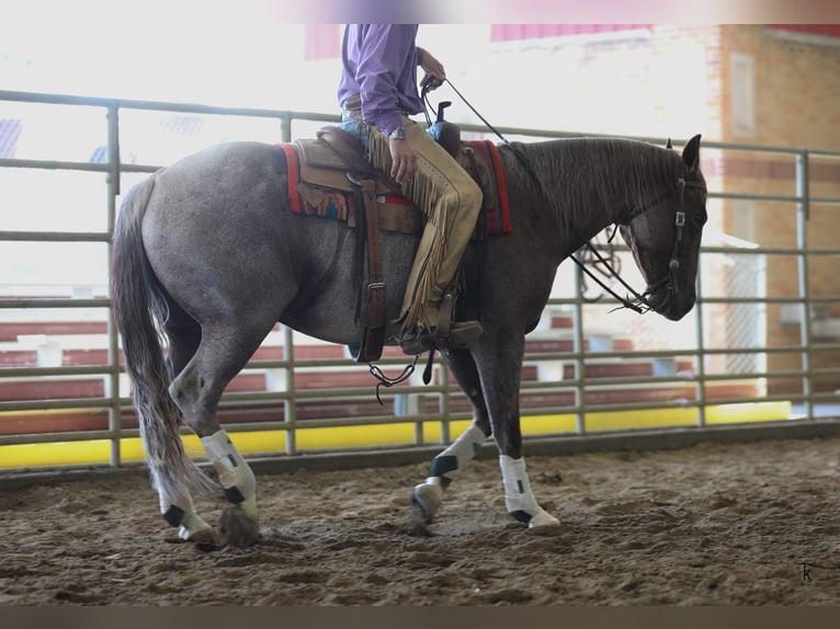 American Quarter Horse Gelding 5 years 15 hh Roan-Red in Bellevue
