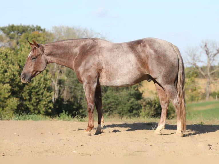American Quarter Horse Gelding 5 years 15 hh Roan-Red in Bellevue